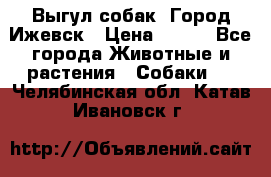 Выгул собак. Город Ижевск › Цена ­ 150 - Все города Животные и растения » Собаки   . Челябинская обл.,Катав-Ивановск г.